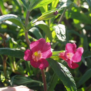 Image of Mimulus 'Ruby Silver'