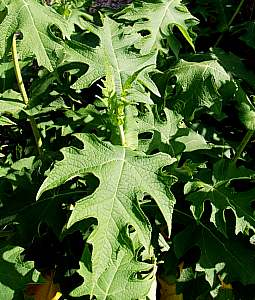 Image of Montanoa grandiflora