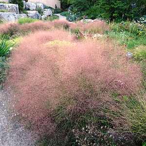 Image of Muhlenbergia reverchonii 'PUND01S'