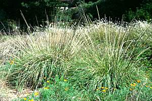 Muhlenbergia rigens at San Marcos Growers