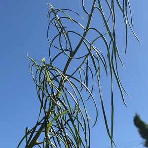 Image of Myoporum floribundum