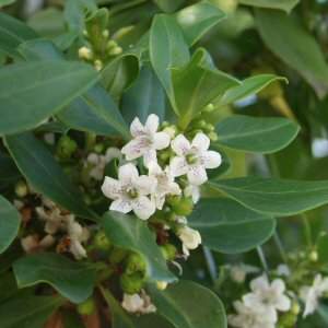 Image of Myoporum laetum 'Carsonii'