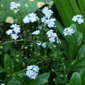 Image of Myosotis scorpioides