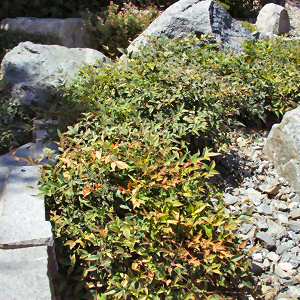 Image of Nandina domestica 'Harbour Dwarf'