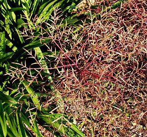 Image of Nandina domestica 'Filamentosa'