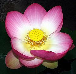 Image of Nelumbo nucifera (Aquatic)