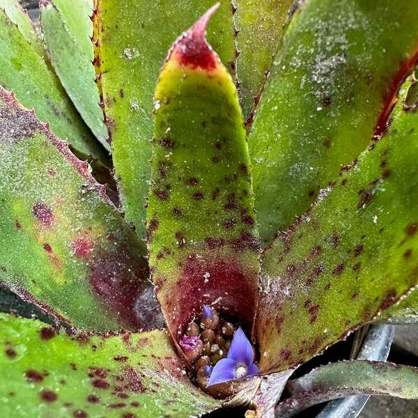 Image of Neoregelia 'Stormy Forest'