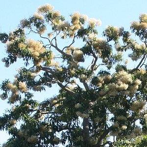 Image of Nuxia floribunda