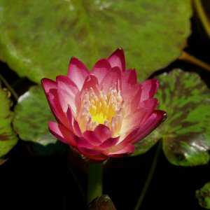 Image of Nymphaea 'Albert Greenberg' (Aquatic)