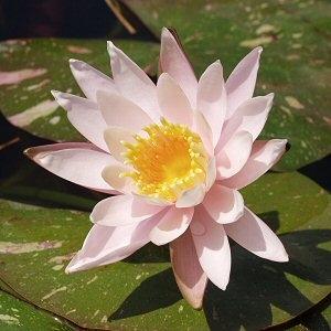 Image of Nymphaea 'Arc-en-Ciel' (Aquatic)