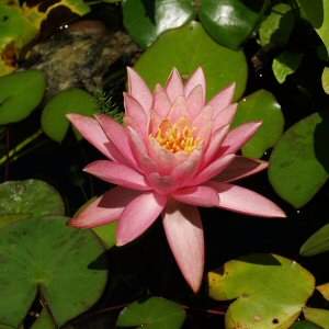 Image of Nymphaea 'Barbara Dobbins' (Aquatic)