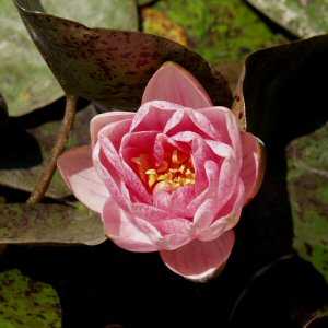 Image of Nymphaea 'Berit Strawn' (Aquatic)