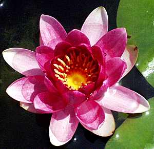 Image of Nymphaea 'Charles de Meurville' (Aquatic)