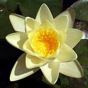 Image of Nymphaea 'Marliacea Chromatella' (Aquatic)