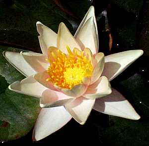 Image of Nymphaea 'Comanche' (Aquatic)