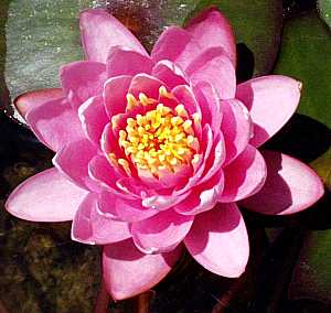 Image of Nymphaea 'Fabiola' (Aquatic)