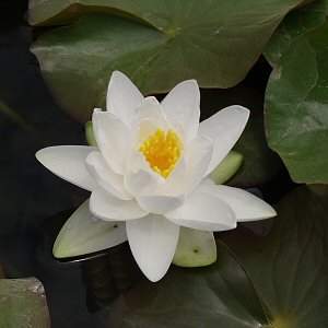 Image of Nymphaea 'Gladstoniana' (Aquatic)