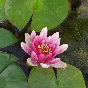 Image of Nymphaea 'Gloire du Temple sur Lot' (Aquatic)