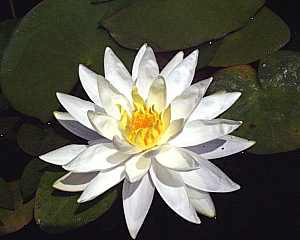 Image of Nymphaea 'Hal Miller' (Aquatic)