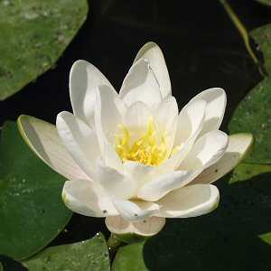 Image of Nymphaea 'Hermine' (Aquatic)