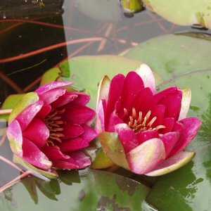 Image of Nymphaea 'Laydekeri Fulgens'  (Aquatic)