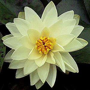 Image of Nymphaea 'Lemon Chiffon' (Aquatic)