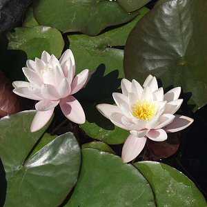 Image of Nymphaea 'Marliacea Carnea' (Aquatic)