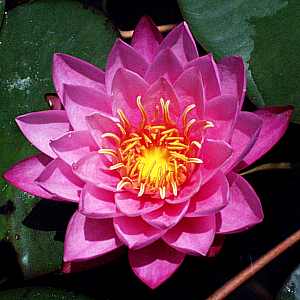 Image of Nymphaea 'Mayla' (Aquatic)