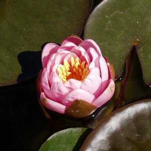 Image of Nymphaea 'Pearl of the Pool'  (Aquatic)