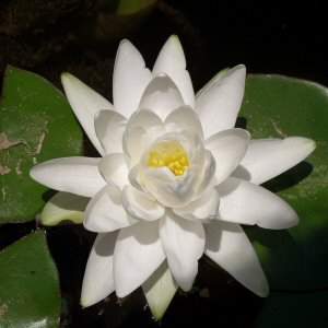 Image of Nymphaea 'Perry's Double White'  (Aquatic)