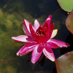 Image of Nymphaea 'Perry's Red Glow' (Aquatic)