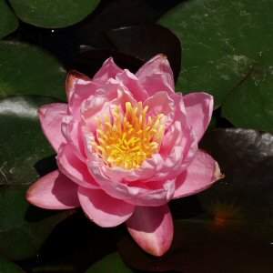 Image of Nymphaea 'Pink Pumpkin' (Aquatic)