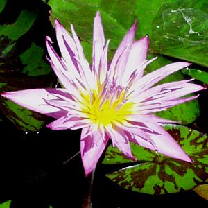 Image of Nymphaea 'Queen of Siam' (Aquatic)