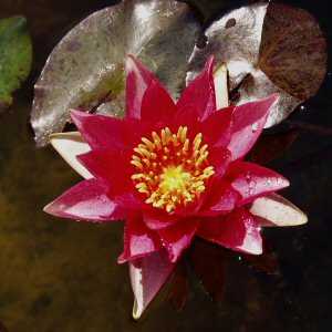 Image of Nymphaea 'Robinsoni' (Aquatic)