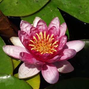 Image of Nymphaea 'Sultan' (Aquatic)