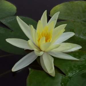 Image of Nymphaea 'Sunrise' (Aquatic)