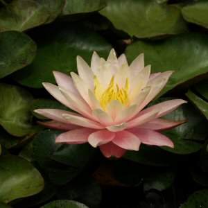 Image of Nymphaea 'Texas Dawn' (Aquatic)