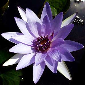 Image of Nymphaea 'Wood's Blue Goddess' (Aquatic)