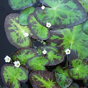 Image of Nymphoides cristata (Aquatic)