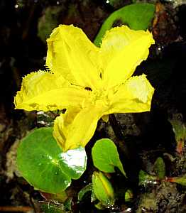 Image of Nymphoides peltata (Aquatic)