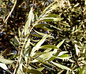 Image of Olea africana