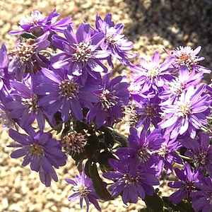 Image of Olearia phlogopappa 'Dilly Dilly'