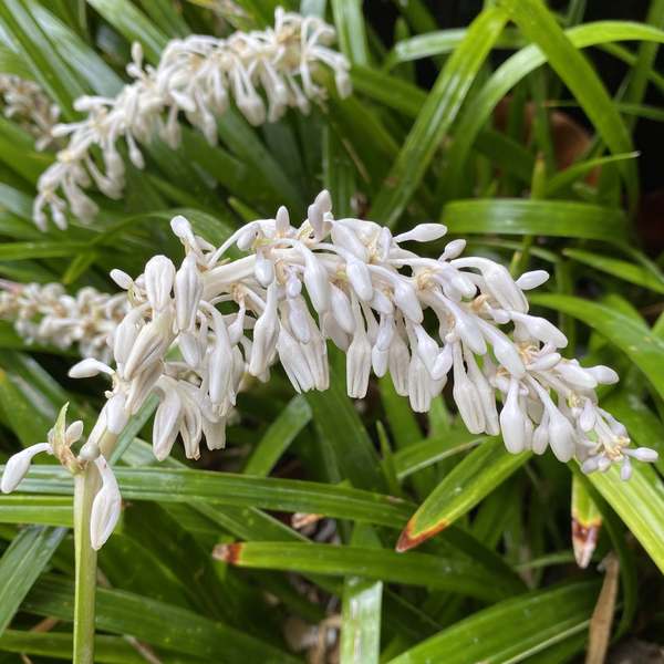 Image of Ophiopogon intermedius 'Argenteomarginatus'