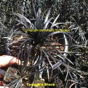 Image of Ophiopogon planiscapus 'Teague's Black'