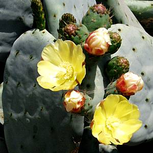 Image of Opuntia ficus-indica 'Gray Form'