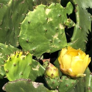 Image of Opuntia gomei 'Old Mexico'