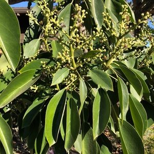 Image of Oreopanax capitatus