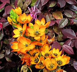 Image of Ornithogalum dubium