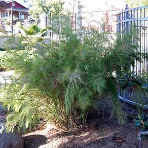 Image of Otatea aztecorum 'Chica'