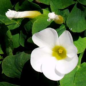 Image of Oxalis purpurea 'Grand Duchess White'